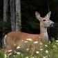 Deer in Colchester County, Nova Scotia 