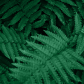 Layers of ferns