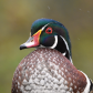 Curious Wood Duck