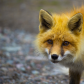 Foxy girl