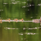 Ducks in a row