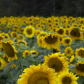 Layers of sunflowers