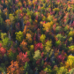 The color forest