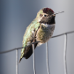 Hummingbird