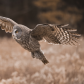 Birdlife of Canada