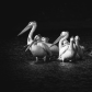 Resting Pelicans 