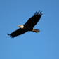 Soaring the sky