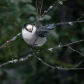 Canada's Bird