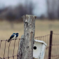 Two Tree Swallows