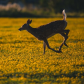 Evening Trot 