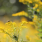 Beautiful Bumblebee on Some Goldenrod. 