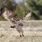 Close Encounter with a Red-tailed Hawk