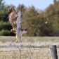Close Encounter with a Red-tailed Hawk