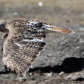 Close Encounter with a Red-tailed Hawk