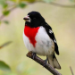 Rose-breasted Grosbeak