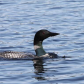 Common Loon