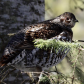 Spruce Grouse in Algonquin Provincial Park