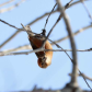 Crossbill Snacks
