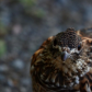 Ruffed Grouse
