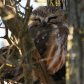 Sleepy Northern Saw-whet Owl