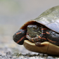 Painted Turtle