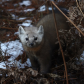 Pine Marten