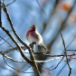 Common Redpoll 