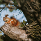 On the lookout
