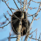 Porcupine