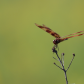 Dragonfly Balancing Act