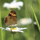 Butterflies and Wildflowers