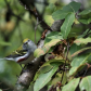 Chestnut-sided Warbler in Algonquin Park