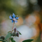Borage