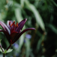 Dark Lily