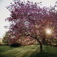 In Bloom