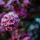Crabapple Blossom
