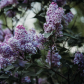 Lilacs