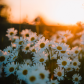 Daisies