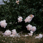 Peonies after the storm