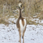 Curiosity
