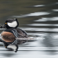 Hooded Merganser With a Fish