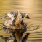 Pied-billed Grebe