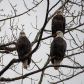 North 40 Reserve Eagles