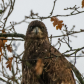 North 40 Reserve Eagles