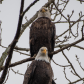 North 40 Reserve Eagles