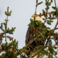 North 40 Reserve Eagles