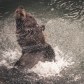 Shake It Off!