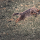 Pounce