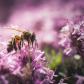 Nectar Collector