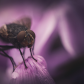 Pretty House Fly